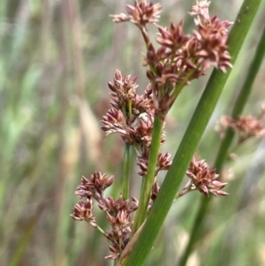 Juncus phaeanthus at Kosciuszko National Park - 10 Jan 2024