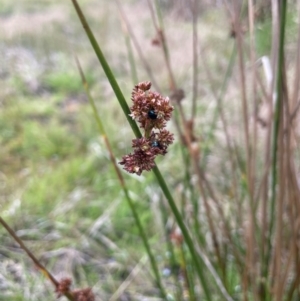Juncus phaeanthus at Kosciuszko National Park - 10 Jan 2024
