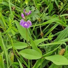 Glycine tabacina (Variable Glycine) at The Pinnacle - 13 Jan 2024 by sangio7