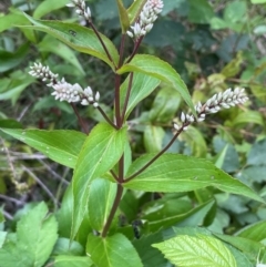 Veronica derwentiana (Derwent Speedwell) at Nurenmerenmong, NSW - 10 Jan 2024 by JaneR