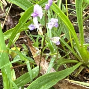 Glycine sp. at Kangaroo Valley, NSW - 15 Jan 2024