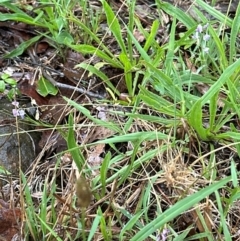 Glycine sp. at Kangaroo Valley, NSW - suppressed