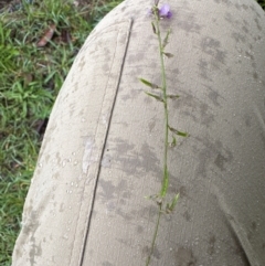 Glycine sp. at Kangaroo Valley, NSW - 15 Jan 2024