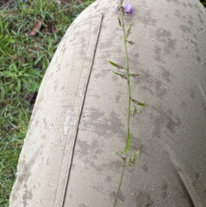 Glycine sp. at Kangaroo Valley, NSW - suppressed