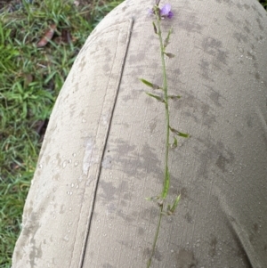 Glycine sp. at Kangaroo Valley, NSW - 15 Jan 2024