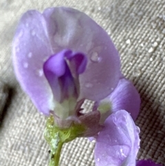 Glycine sp. at Kangaroo Valley, NSW - 15 Jan 2024