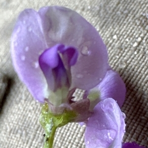 Glycine sp. at Kangaroo Valley, NSW - suppressed