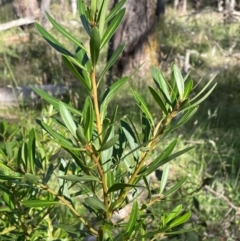 Tasmannia xerophila subsp. xerophila (Alpine Pepperbush) at Nurenmerenmong, NSW - 10 Jan 2024 by JaneR