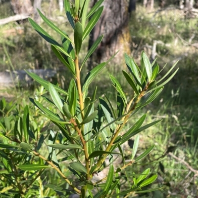 Tasmannia xerophila subsp. xerophila (Alpine Pepperbush) at The Tops at Nurenmerenmong - 10 Jan 2024 by JaneR