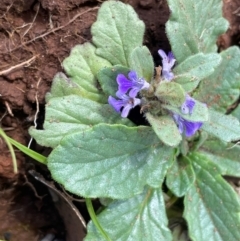 Ajuga australis at The Tops at Nurenmerenmong - 10 Jan 2024 03:55 PM