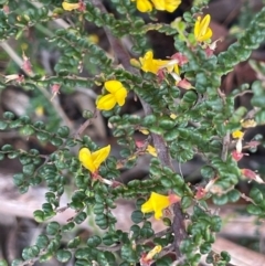 Bossiaea sp. at Nurenmerenmong, NSW - 10 Jan 2024 by JaneR