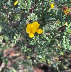 Bossiaea sp. at The Tops at Nurenmerenmong - 10 Jan 2024