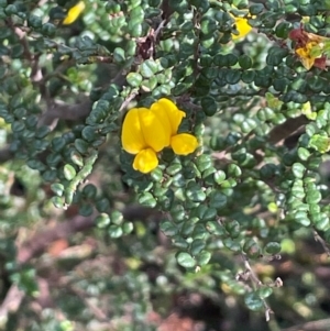 Bossiaea sp. at The Tops at Nurenmerenmong - 10 Jan 2024