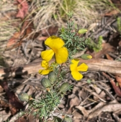 Gompholobium huegelii (pale wedge–pea) at The Tops at Nurenmerenmong - 10 Jan 2024 by JaneR