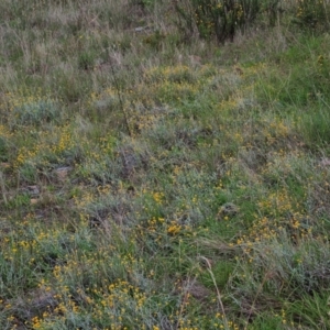 Chrysocephalum apiculatum at The Pinnacle - 14 Jan 2024