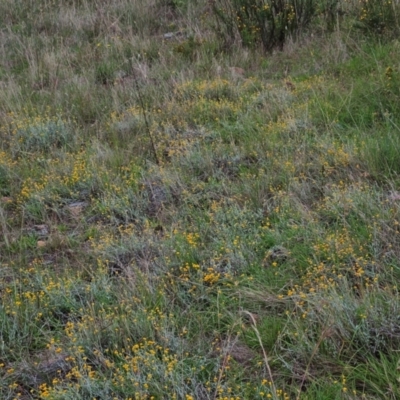 Chrysocephalum apiculatum (Common Everlasting) at The Pinnacle - 14 Jan 2024 by sangio7