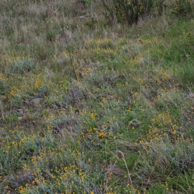 Chrysocephalum apiculatum (Common Everlasting) at Weetangera, ACT - 13 Jan 2024 by sangio7