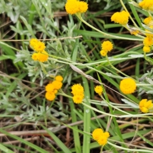 Chrysocephalum apiculatum at The Pinnacle - 14 Jan 2024