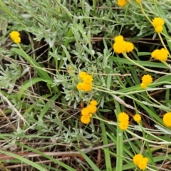 Chrysocephalum apiculatum at The Pinnacle - 14 Jan 2024