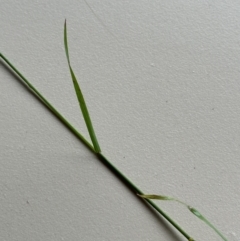 Dichelachne sp. at Kangaroo Valley, NSW - suppressed