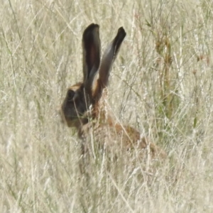 Lepus capensis at Wee Jasper, NSW - 13 Jan 2024 11:45 AM