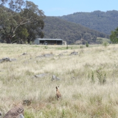 Lepus capensis at Wee Jasper, NSW - 13 Jan 2024 11:45 AM