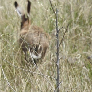 Lepus capensis at Wee Jasper, NSW - 13 Jan 2024 11:45 AM