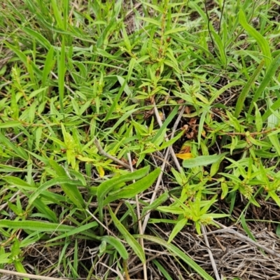 Persicaria prostrata (Creeping Knotweed) at Weetangera, ACT - 14 Jan 2024 by sangio7