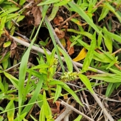 Persicaria prostrata at The Pinnacle - 14 Jan 2024