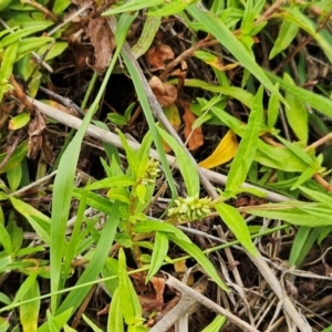 Persicaria prostrata at The Pinnacle - 14 Jan 2024