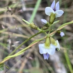 Glycine clandestina (Twining Glycine) at Nurenmerenmong, NSW - 10 Jan 2024 by JaneR