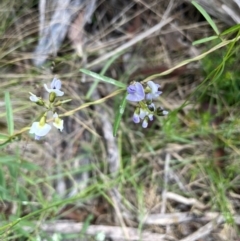 Glycine clandestina at The Tops at Nurenmerenmong - 10 Jan 2024