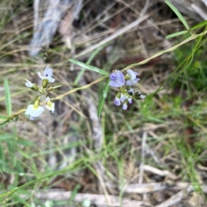 Glycine clandestina at The Tops at Nurenmerenmong - 10 Jan 2024 04:50 PM