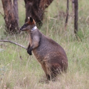 Wallabia bicolor at Mulligans Flat - 14 Jan 2024