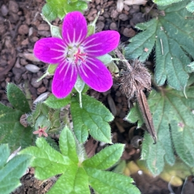 Geranium brevicaule (Alpine Crane's-bill) at The Tops at Nurenmerenmong - 10 Jan 2024 by JaneR