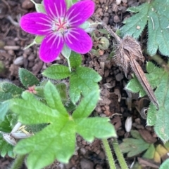 Geranium brevicaule at The Tops at Nurenmerenmong - 10 Jan 2024