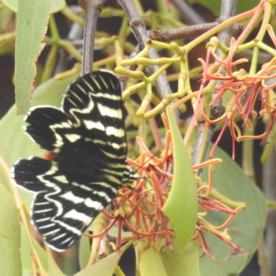 Comocrus behri (Mistletoe Day Moth) at Kambah, ACT - 14 Jan 2024 by HelenCross