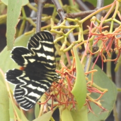 Comocrus behri (Mistletoe Day Moth) at Cooleman Ridge - 14 Jan 2024 by HelenCross