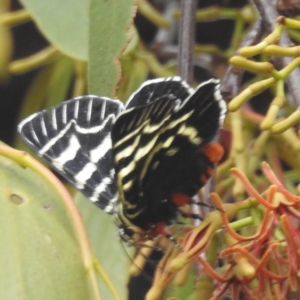 Comocrus behri at Cooleman Ridge - 14 Jan 2024