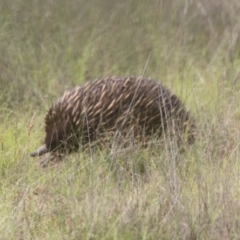 Tachyglossus aculeatus (Short-beaked Echidna) at Mulligans Flat - 14 Jan 2024 by HappyWanderer