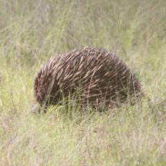 Tachyglossus aculeatus at Mulligans Flat - 14 Jan 2024 11:15 AM