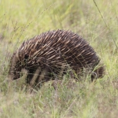 Tachyglossus aculeatus at Mulligans Flat - 14 Jan 2024 11:15 AM