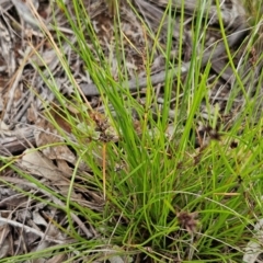 Schoenus apogon (Common Bog Sedge) at Weetangera, ACT - 14 Jan 2024 by sangio7