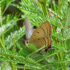 Jalmenus ictinus (Stencilled Hairstreak) at Strathnairn, ACT - 14 Jan 2024 by Christine