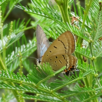 Jalmenus ictinus (Stencilled Hairstreak) at Woodstock Nature Reserve - 14 Jan 2024 by Christine