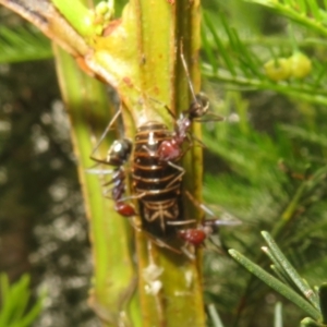 Jalmenus ictinus at Woodstock Nature Reserve - 14 Jan 2024