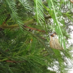 Jalmenus ictinus at Woodstock Nature Reserve - 14 Jan 2024