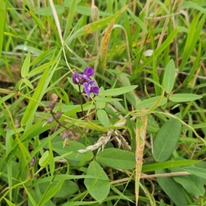 Glycine tabacina at The Pinnacle - 14 Jan 2024