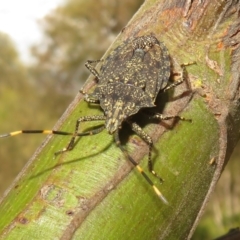 Alcaeus varicornis (Acacia shield bug) at Ainslie, ACT - 12 Jan 2024 by Christine