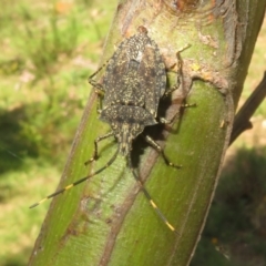 Alcaeus varicornis at Mount Ainslie - 12 Jan 2024